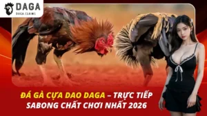 đá gà cựa dao daga