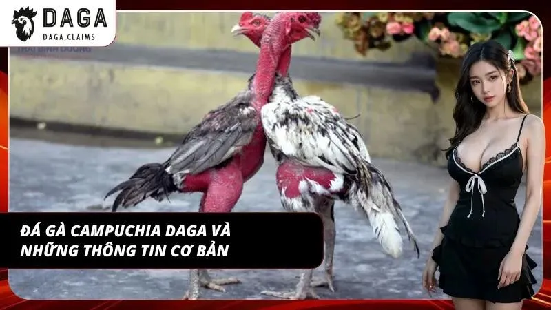 Giao diện xem Đá gà Campuchia Daga trực tuyến