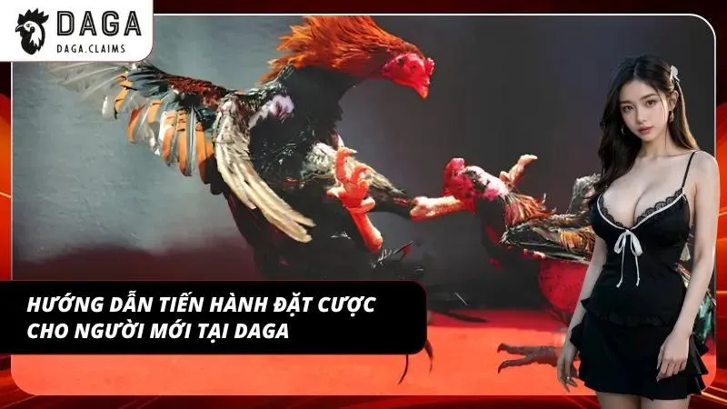 Lịch đá gà DAGA hôm nay với cách đặt cược đơn giản